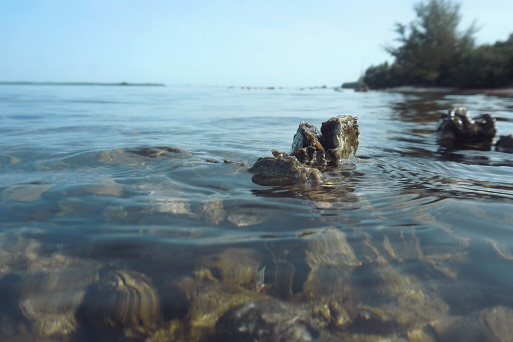 the-tampa-bay-estuary-program-zwtBh3MFLOU-unsplash